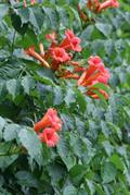 trumpet vine